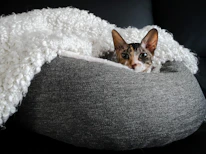 Close-up of a cat curiously exploring a cozy pet bed.