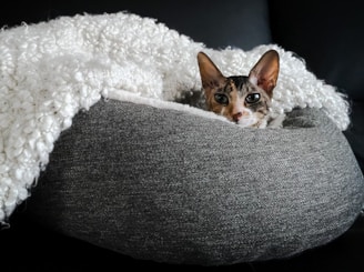 A rescued feral cat cautiously exploring a sunny shelter room filled with cozy blankets.