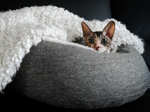 A curious cat exploring a cozy cat bed imported by Dawn Enterprises, nestled by a window.