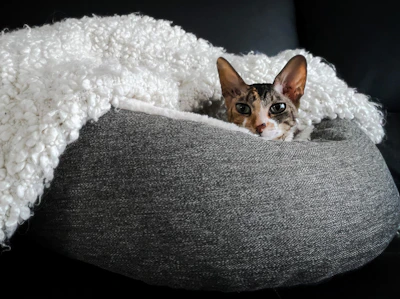 Close-up of a cat curiously exploring a cozy pet bed.