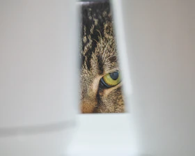 A close-up of a cat’s curious eyes peeking through a safe enclosure.