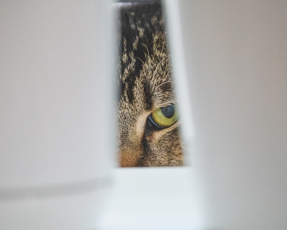 A close-up of a cat’s curious eyes reflecting hope and trust.