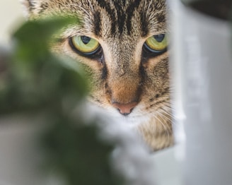 brown tabby cat in close up photography