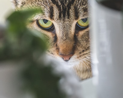 brown tabby cat in close up photography