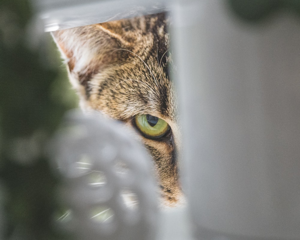 brown tabby cat in white plastic container