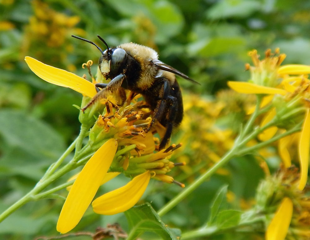 Abeille noire et jaune sur fleur jaune