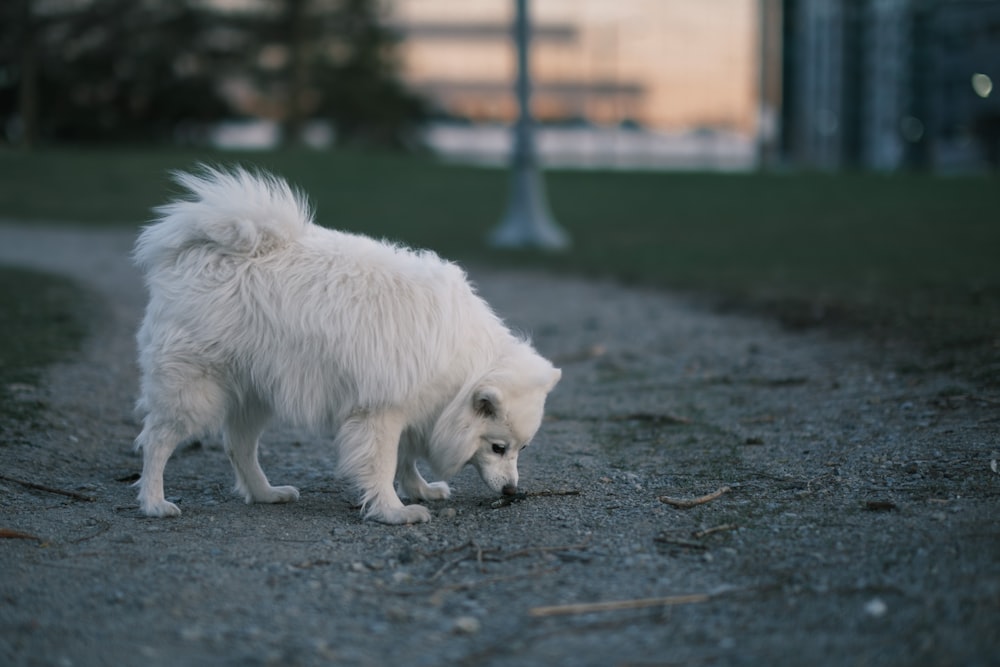 white long coated dog on gray concrete floor during daytime