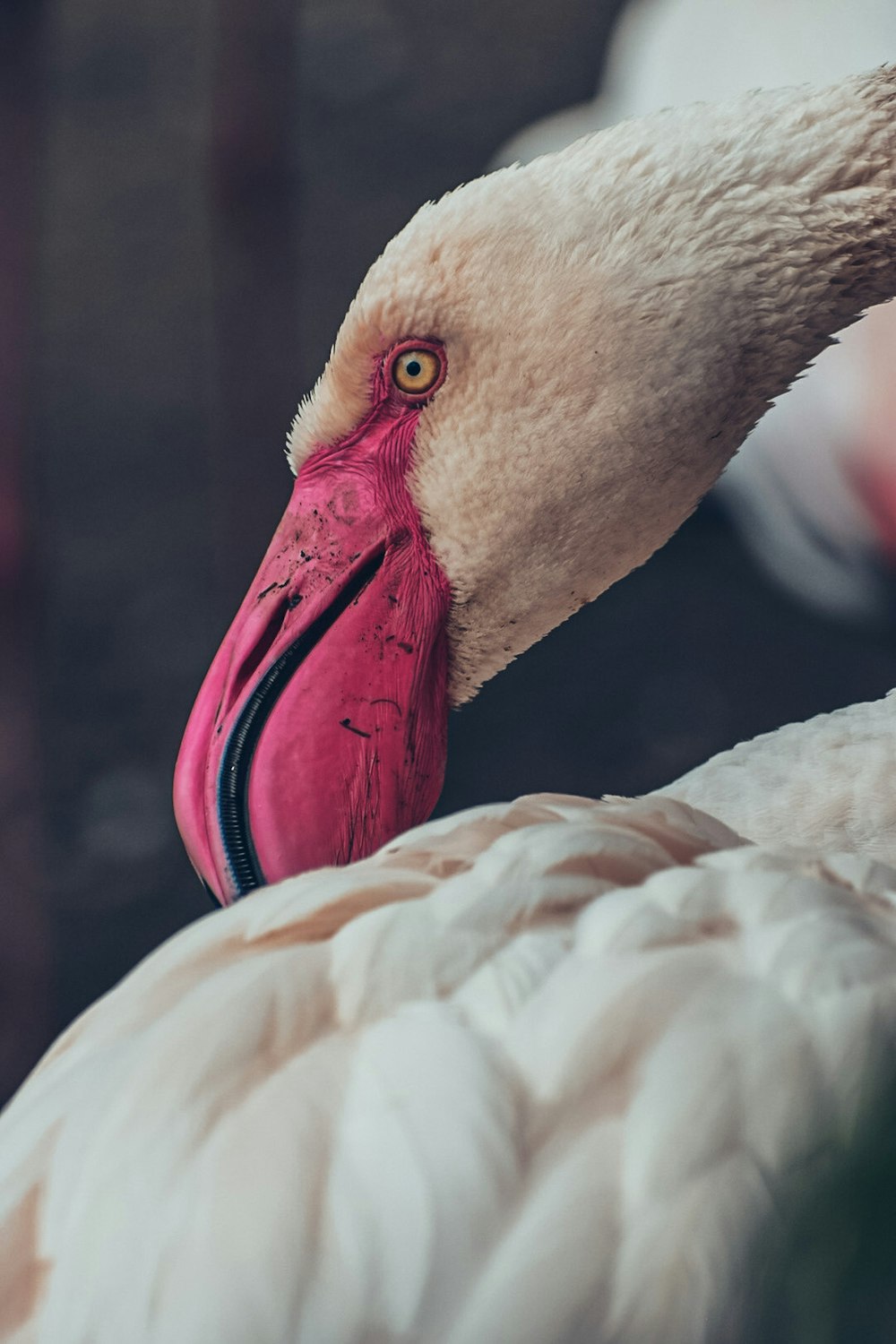 pink flamingo in close up photography