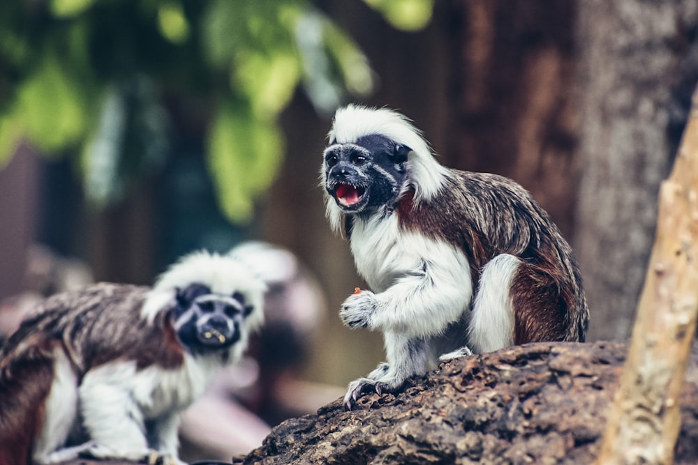 white and brown long haired small sized dog on brown tree branch during daytime