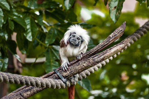 A small primate with white fluffy hair and a dark face is perched on a rough wooden branch. The background is filled with lush green leaves, indicating a natural or forest setting. The primate's posture and the way it grasps the branch suggest alertness and curiosity.
