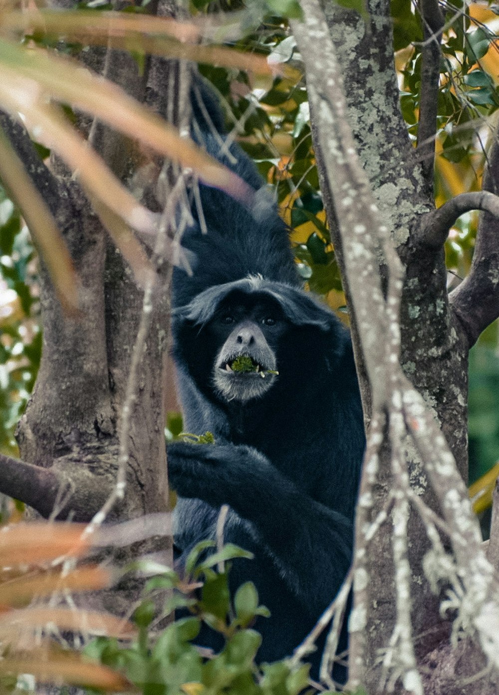 black monkey on brown tree branch during daytime