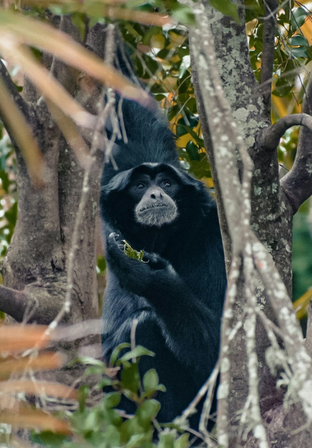 black monkey on brown tree branch during daytime