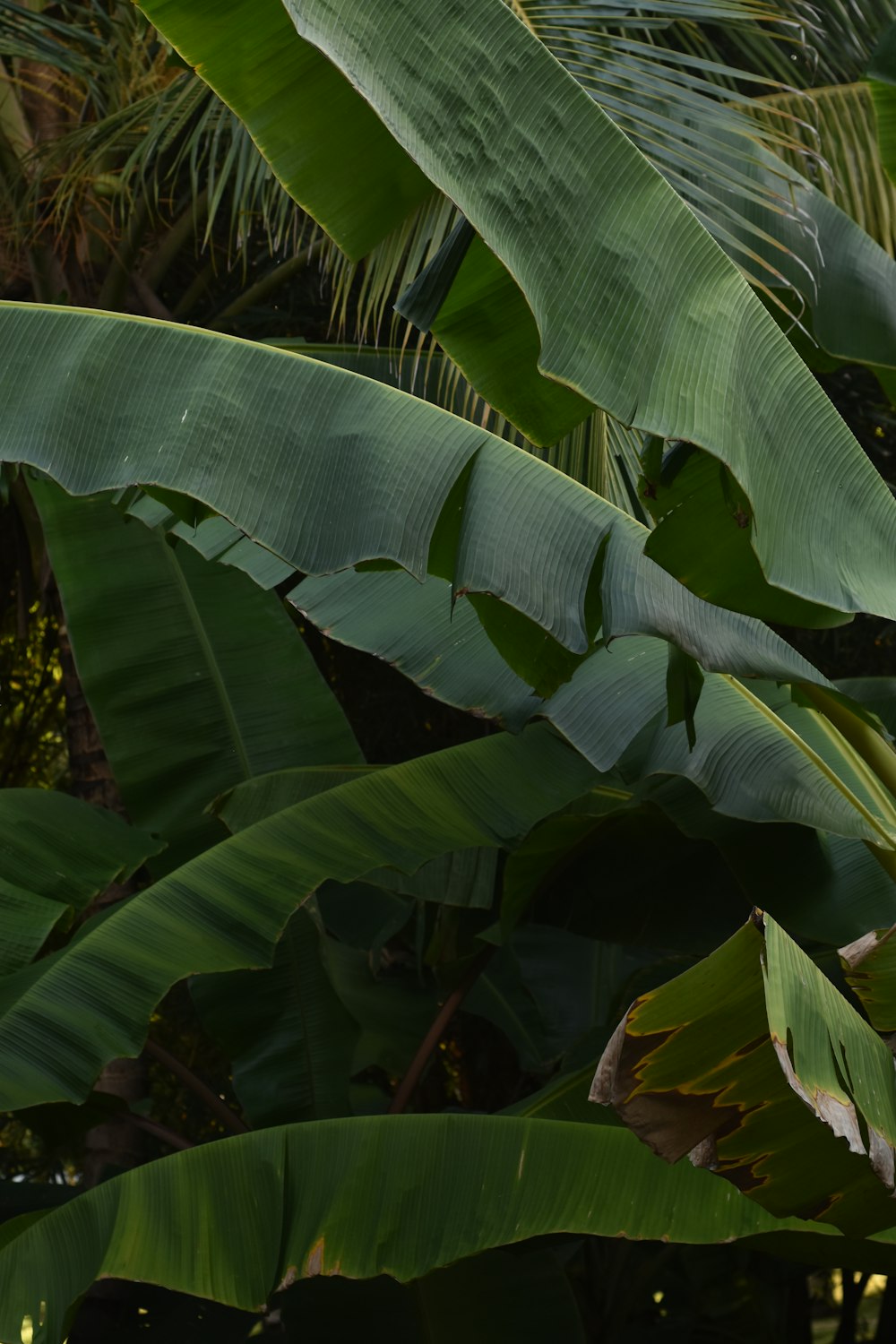 green banana tree during daytime