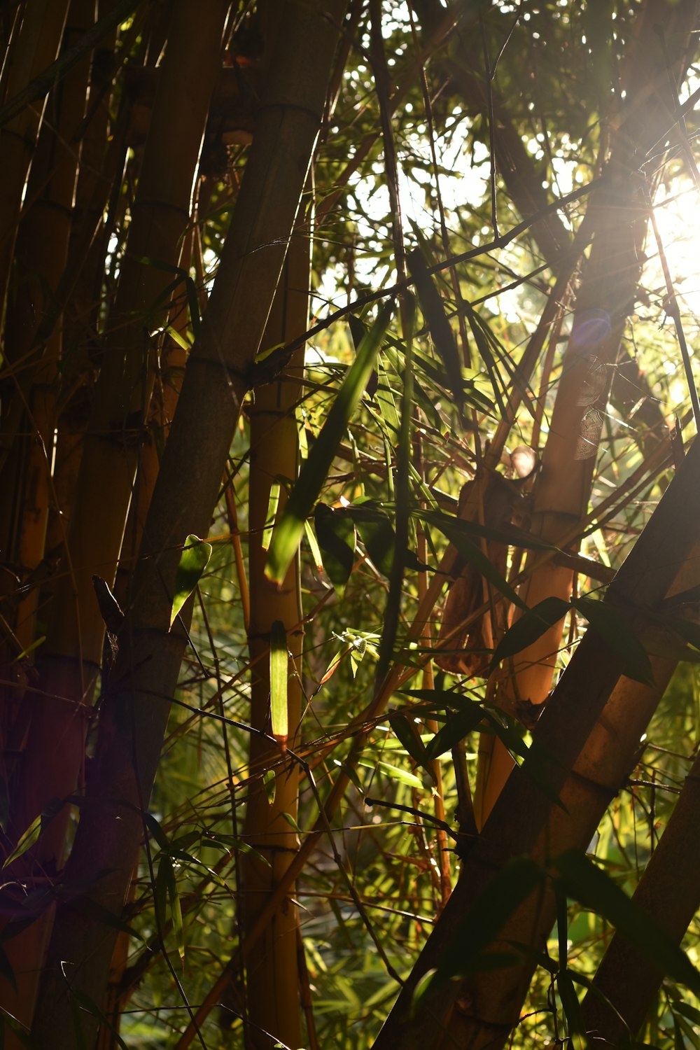 Árbol de bambú marrón durante el día