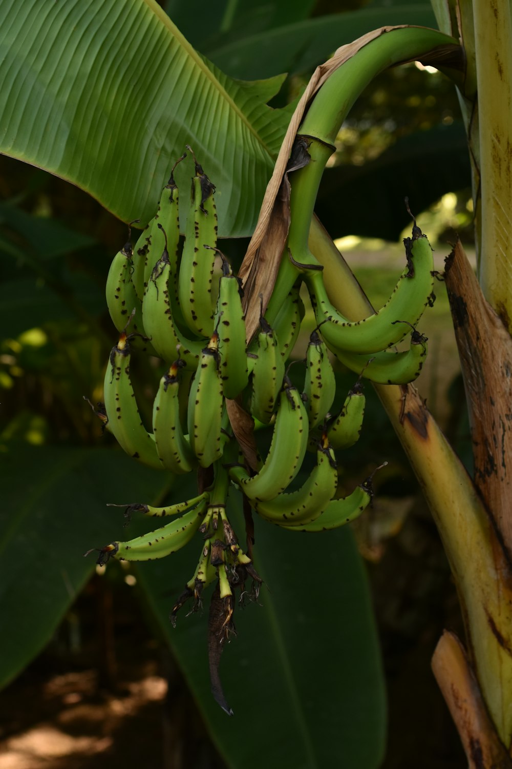 green banana fruit on brown tree branch
