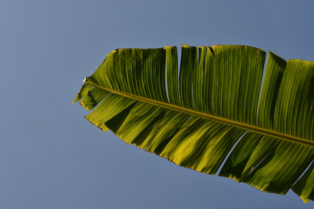 feuille verte en gros plan