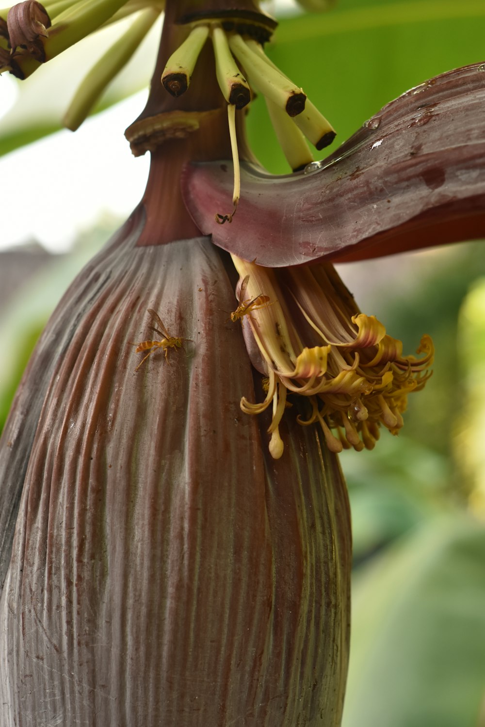 brown and yellow flower bud