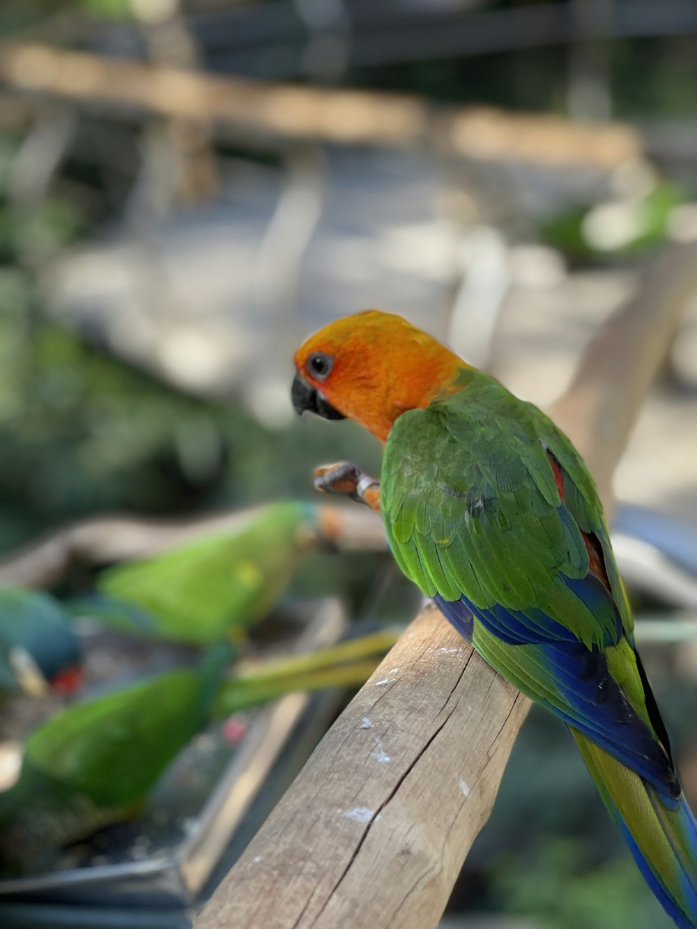 red green and yellow bird on brown wooden fence during daytime