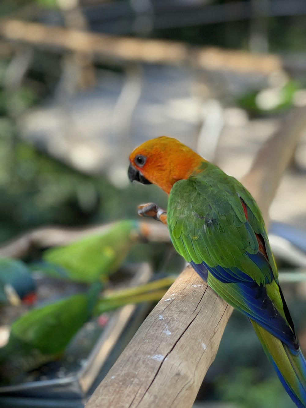 pájaro rojo, verde y amarillo en la cerca de madera marrón durante el día