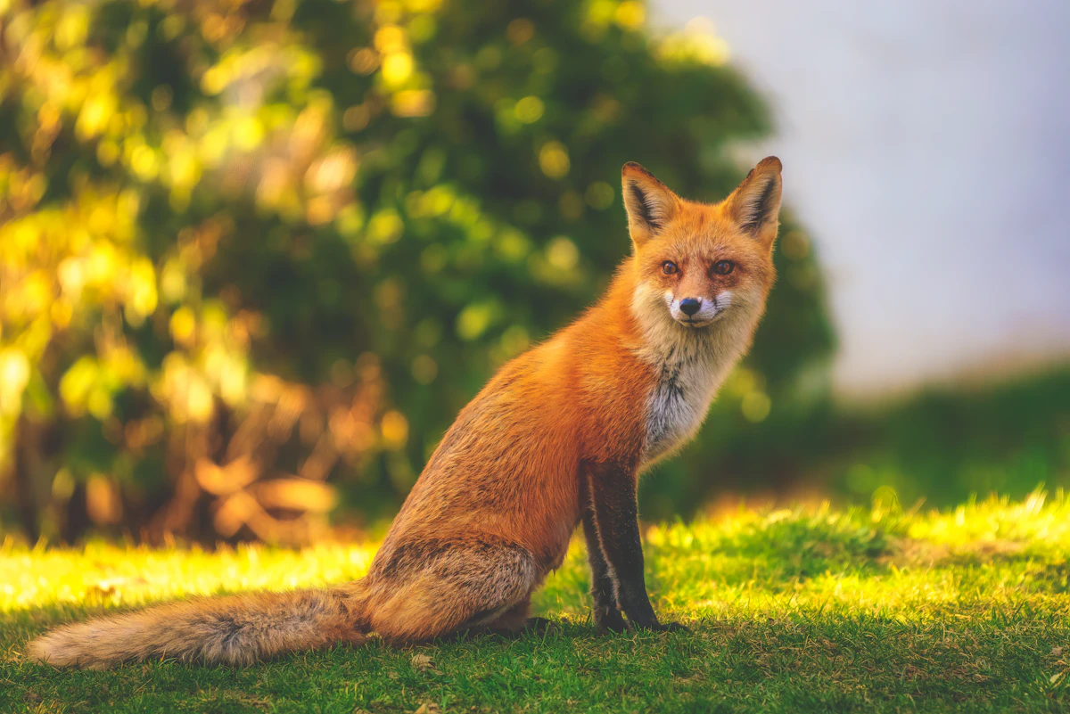 Red fox standing alert in a forest clearing