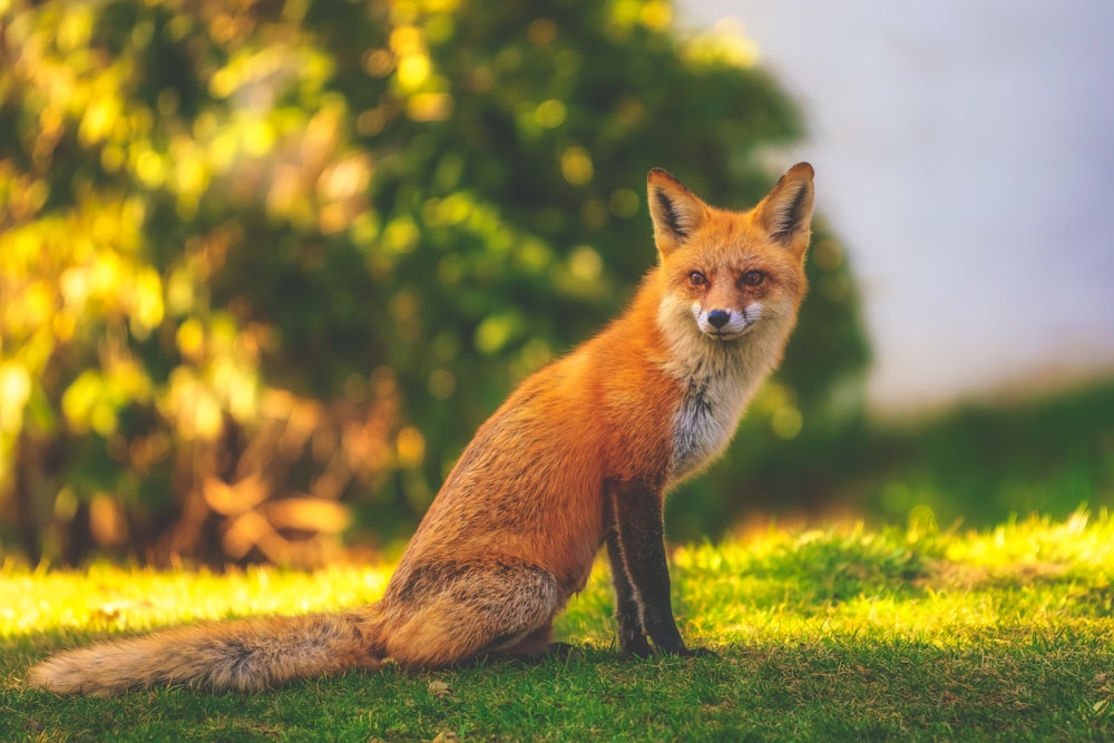 brown fox on green grass during daytime