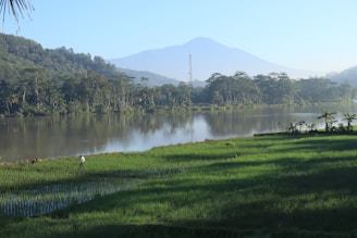 A serene rural landscape with rice paddies and a local farmer tending to his crops.
