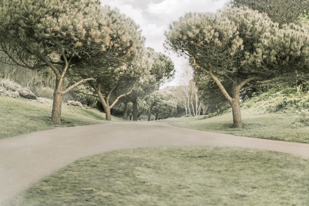 green grass field with trees during daytime