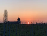 Evening shot capturing the calm and clean lines of the vineyard development.