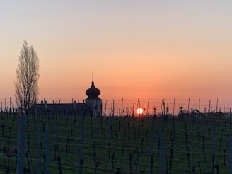 A serene sunset over the terracotta vineyards of Parras, with colonial architecture silhouetted against the sky.