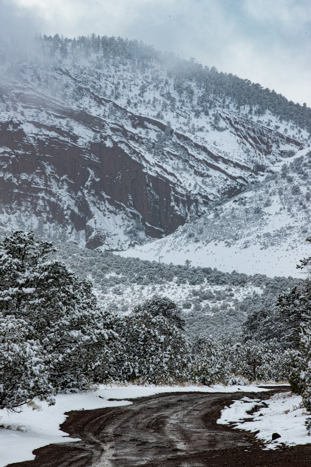 gray scale photo of trees and mountain