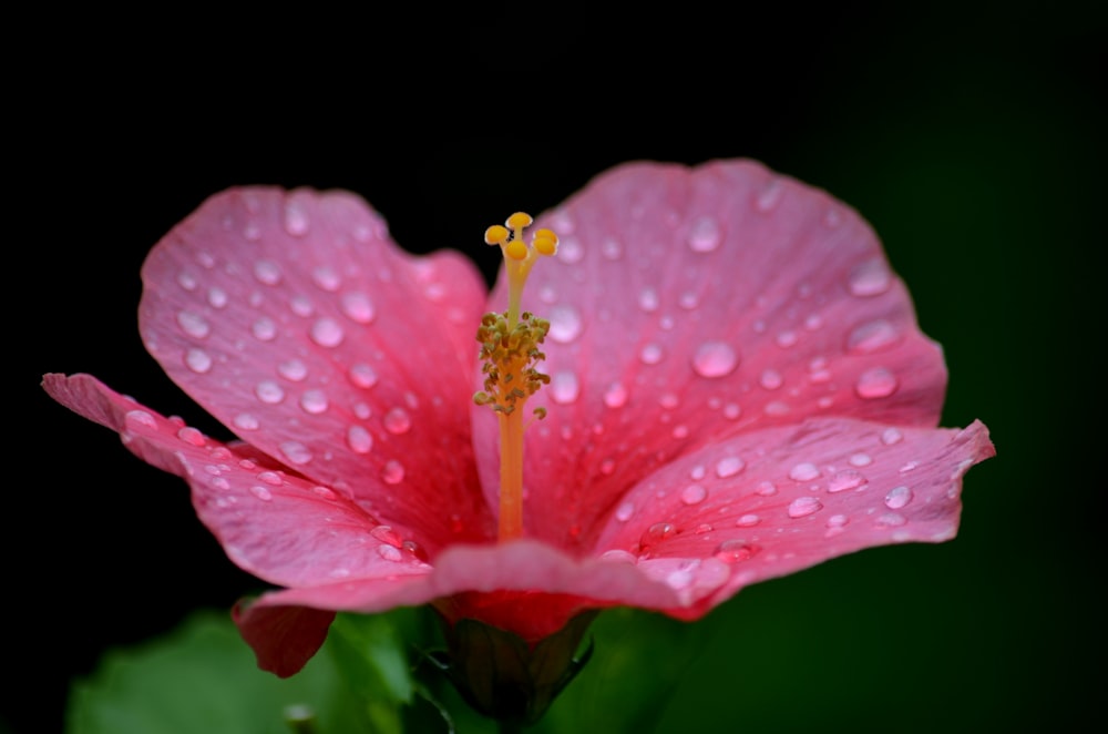 pink flower with water droplets