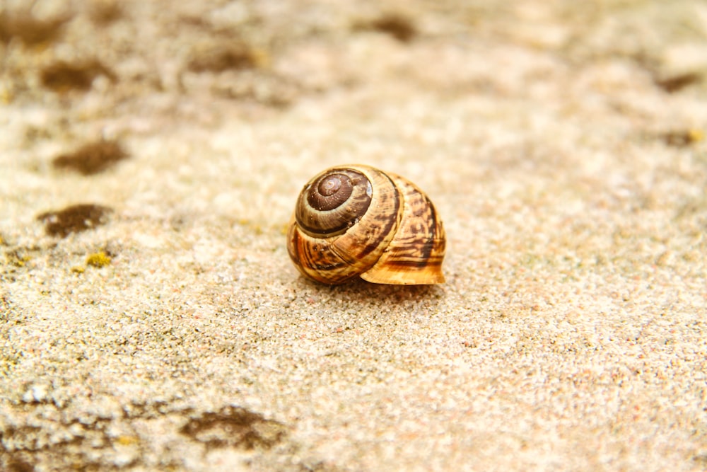 brown snail on brown sand