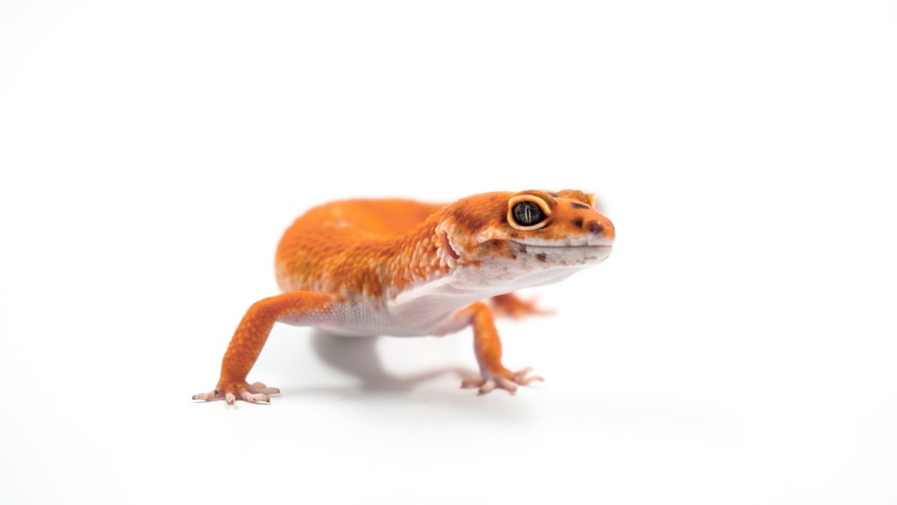 lagarto naranja y blanco sobre fondo blanco