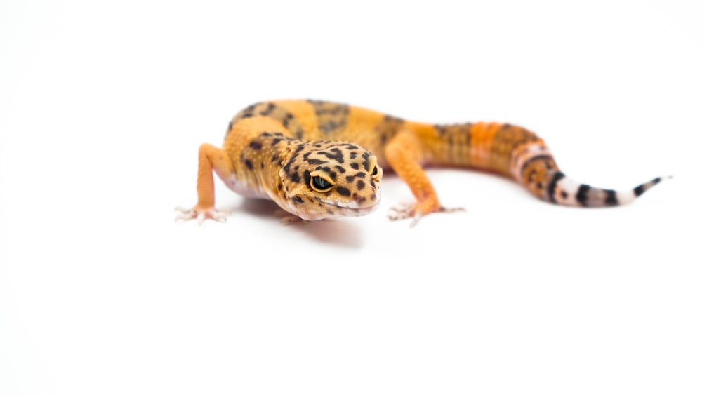 brown and black lizard on white background