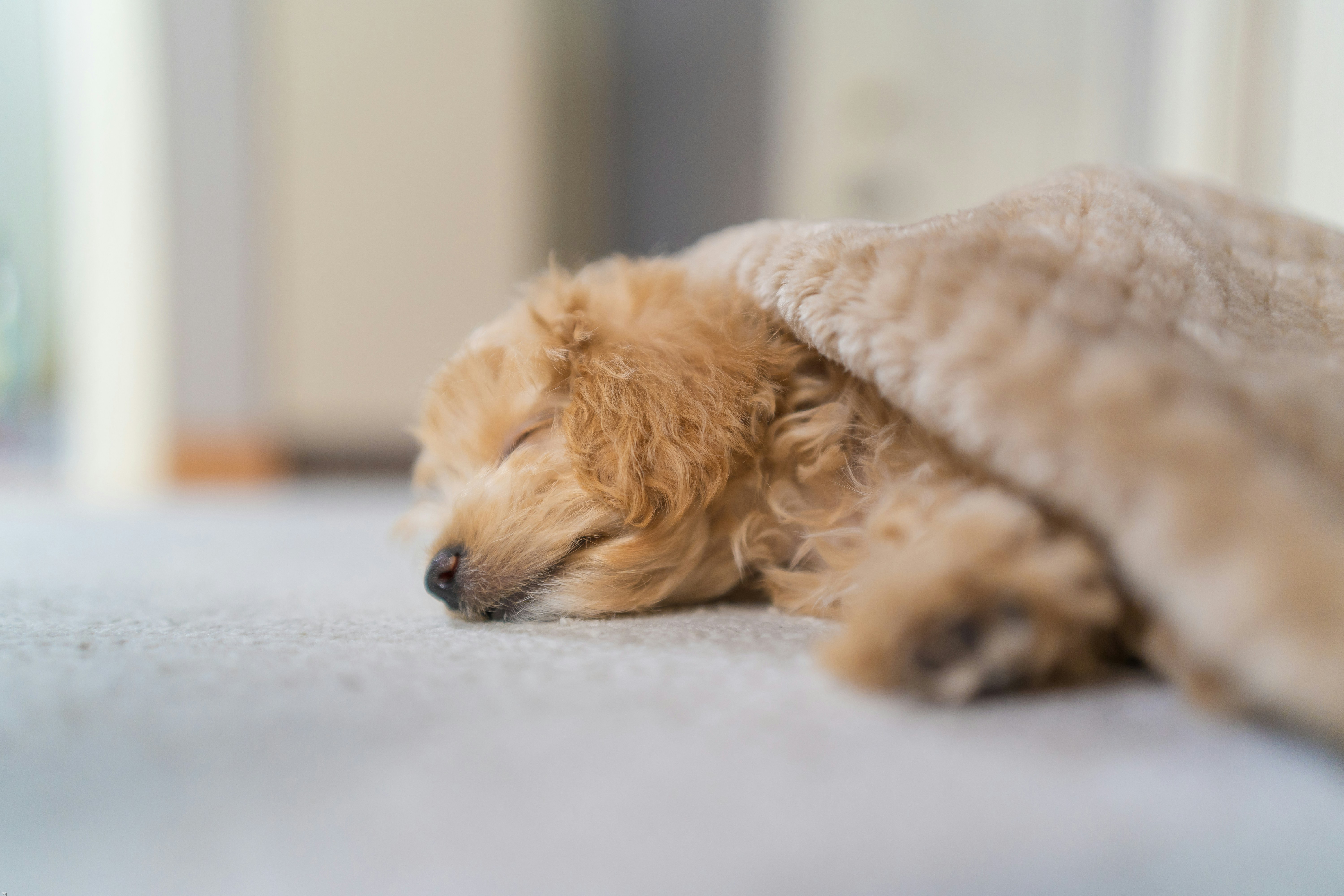 Do Dogs Dream? Unraveling the Cognitive and Emotional World of Canine Sleep