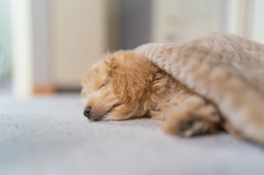 brown long coated dog lying on white textile
