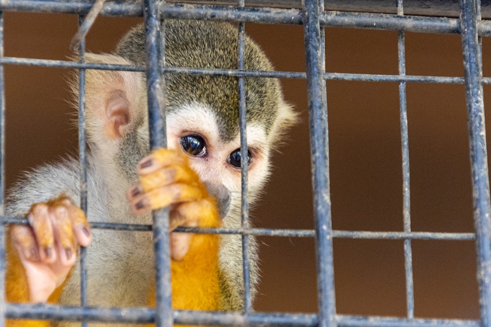 brown and white monkey on cage