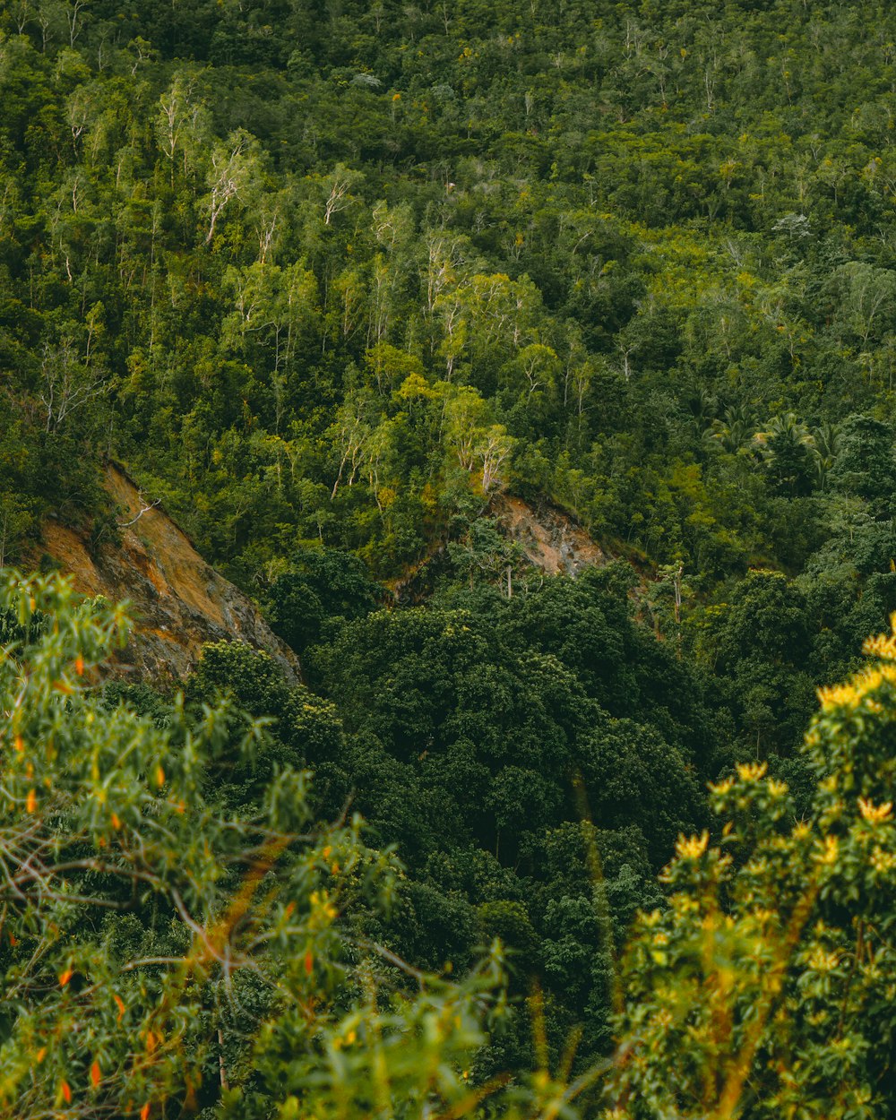 árvores verdes na montanha marrom durante o dia