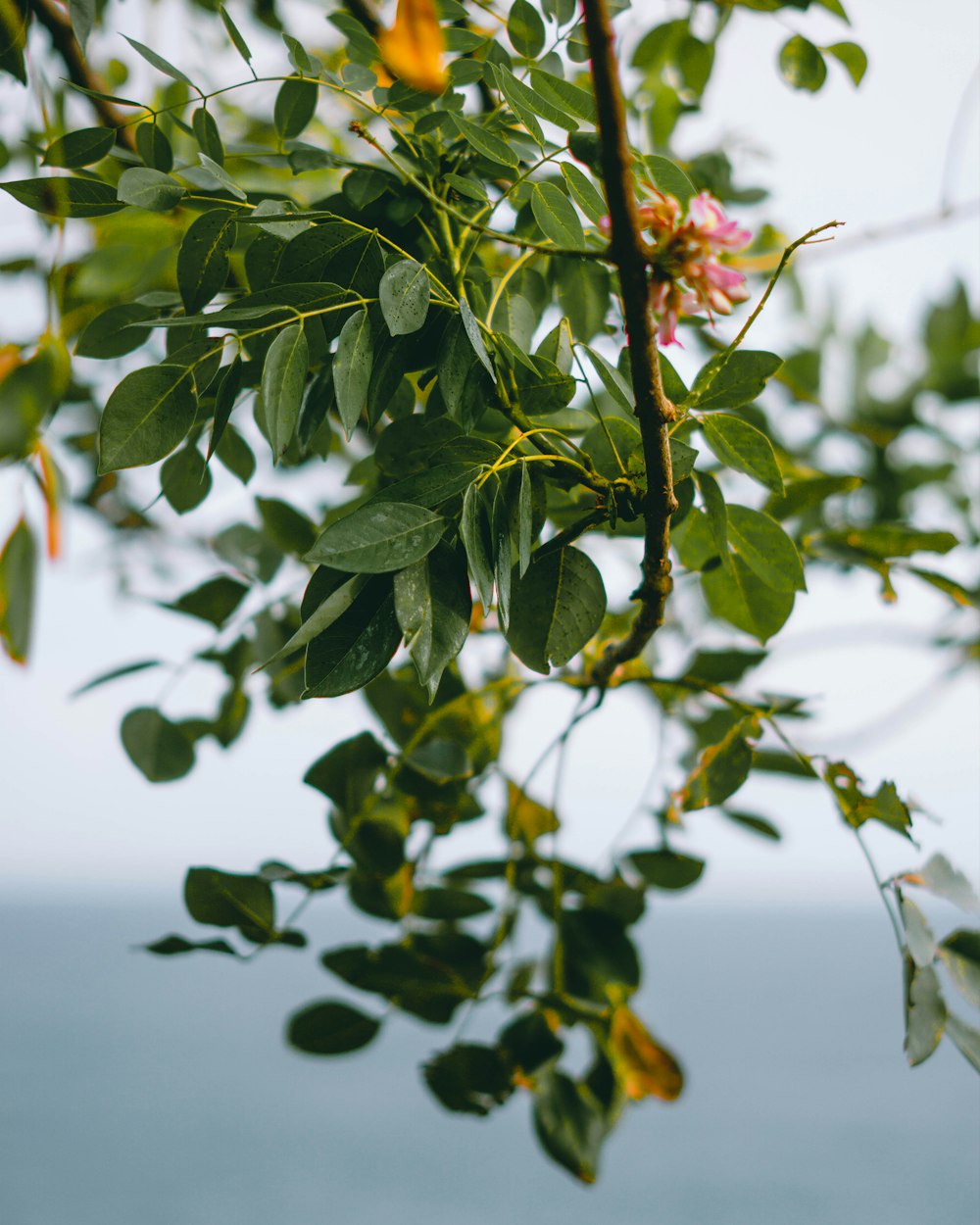 green leaves with water droplets