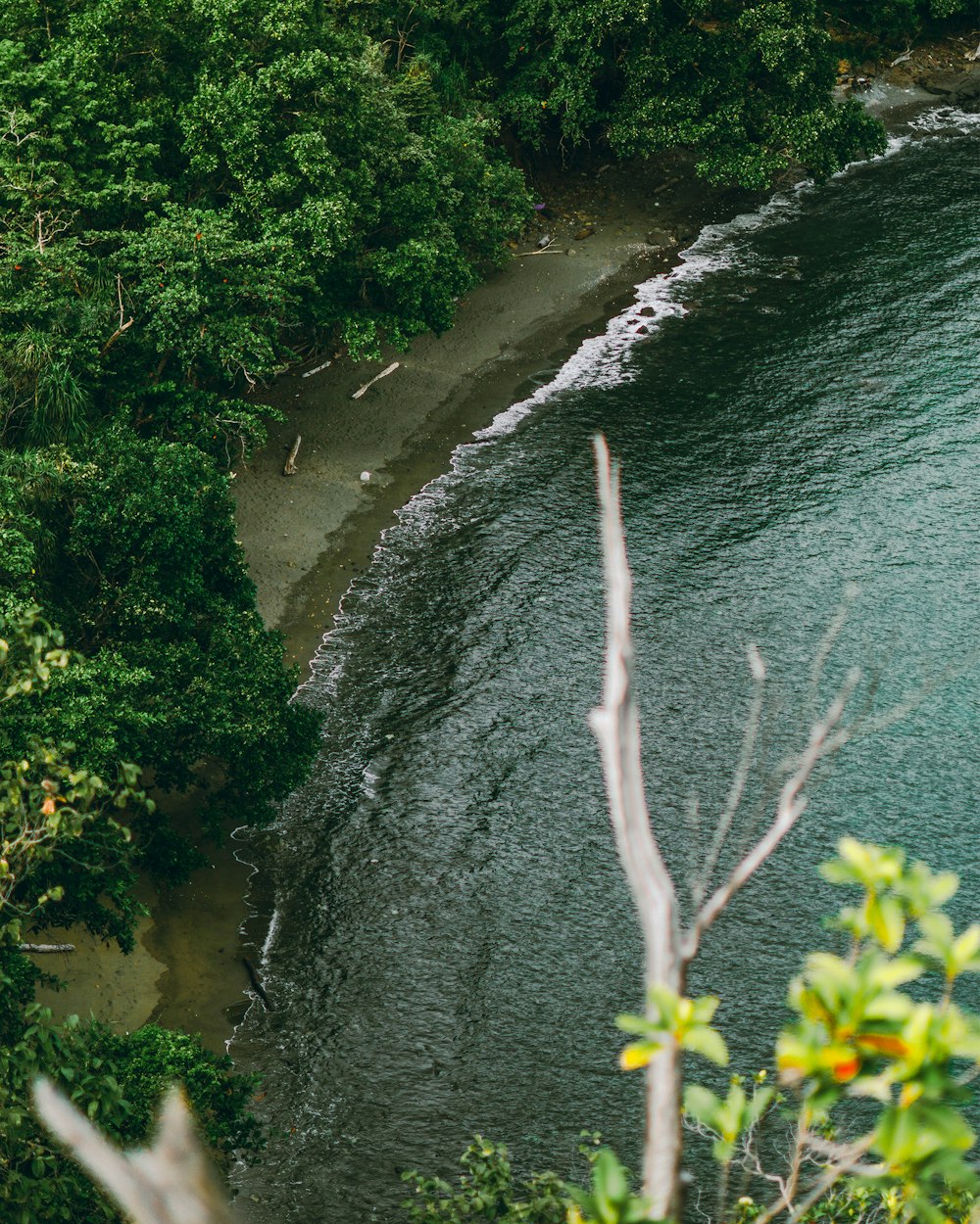 mousse verte sur tronc d’arbre brun près de la rivière pendant la journée