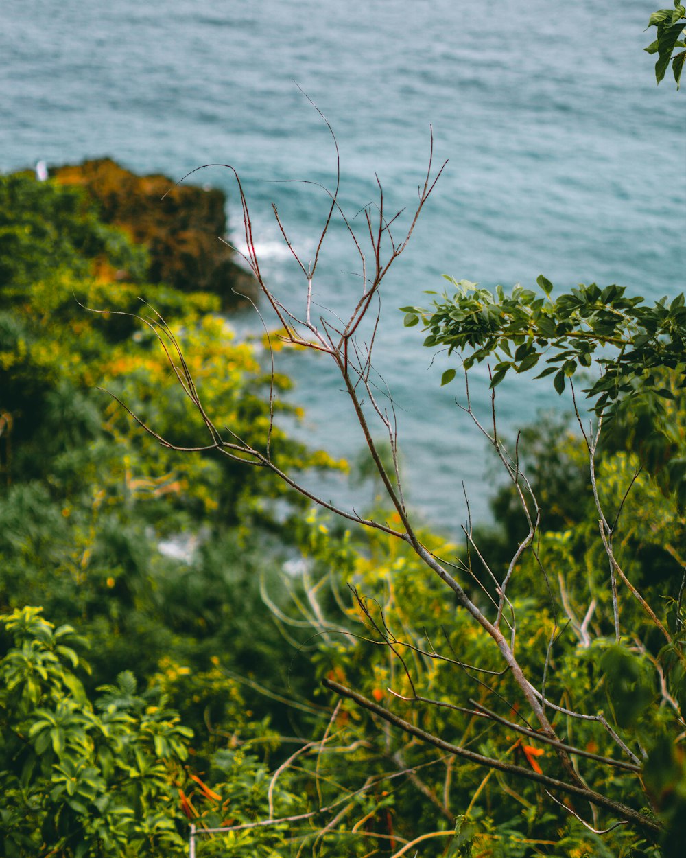 green tree near body of water during daytime