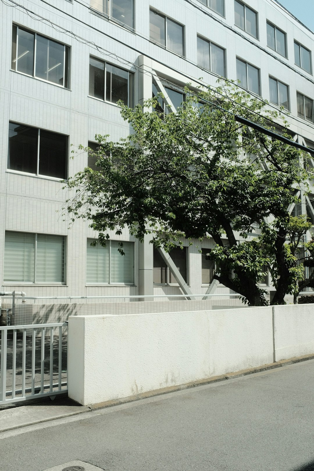 green tree beside white concrete building
