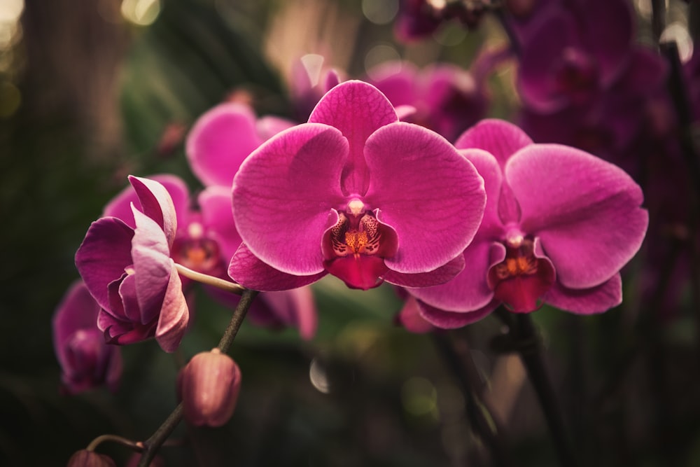 orquídea da mariposa cor-de-rosa em flor durante o dia