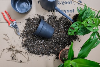 green plant on black soil