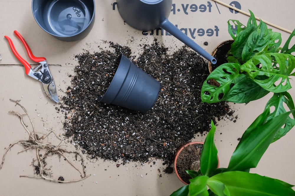 黒土に緑の植物