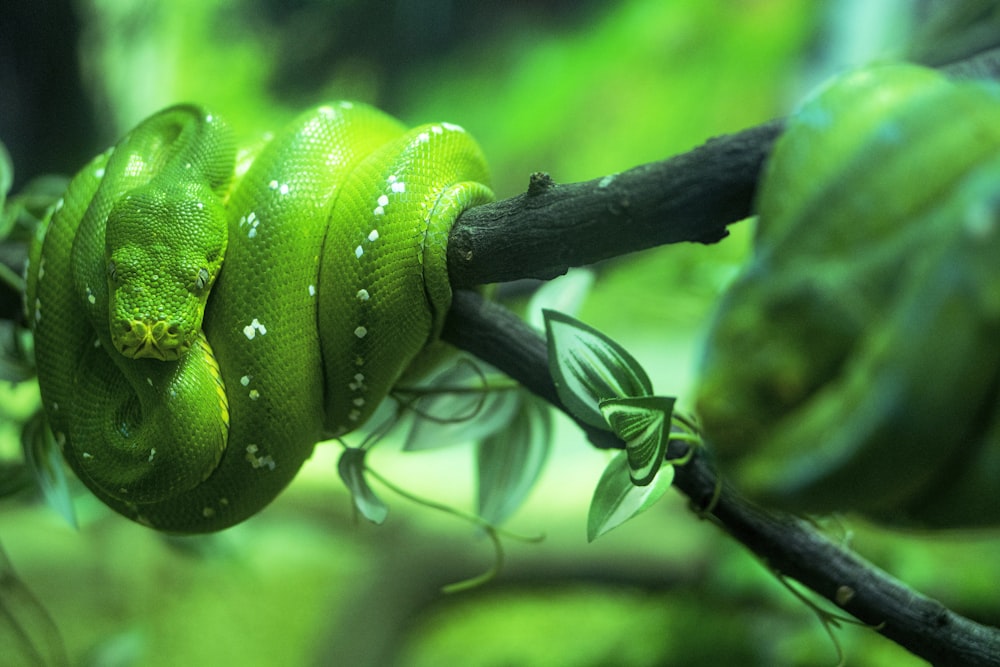 green snake on tree branch