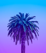 green palm tree under blue sky during daytime