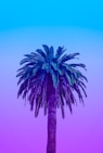 green palm tree under blue sky during daytime