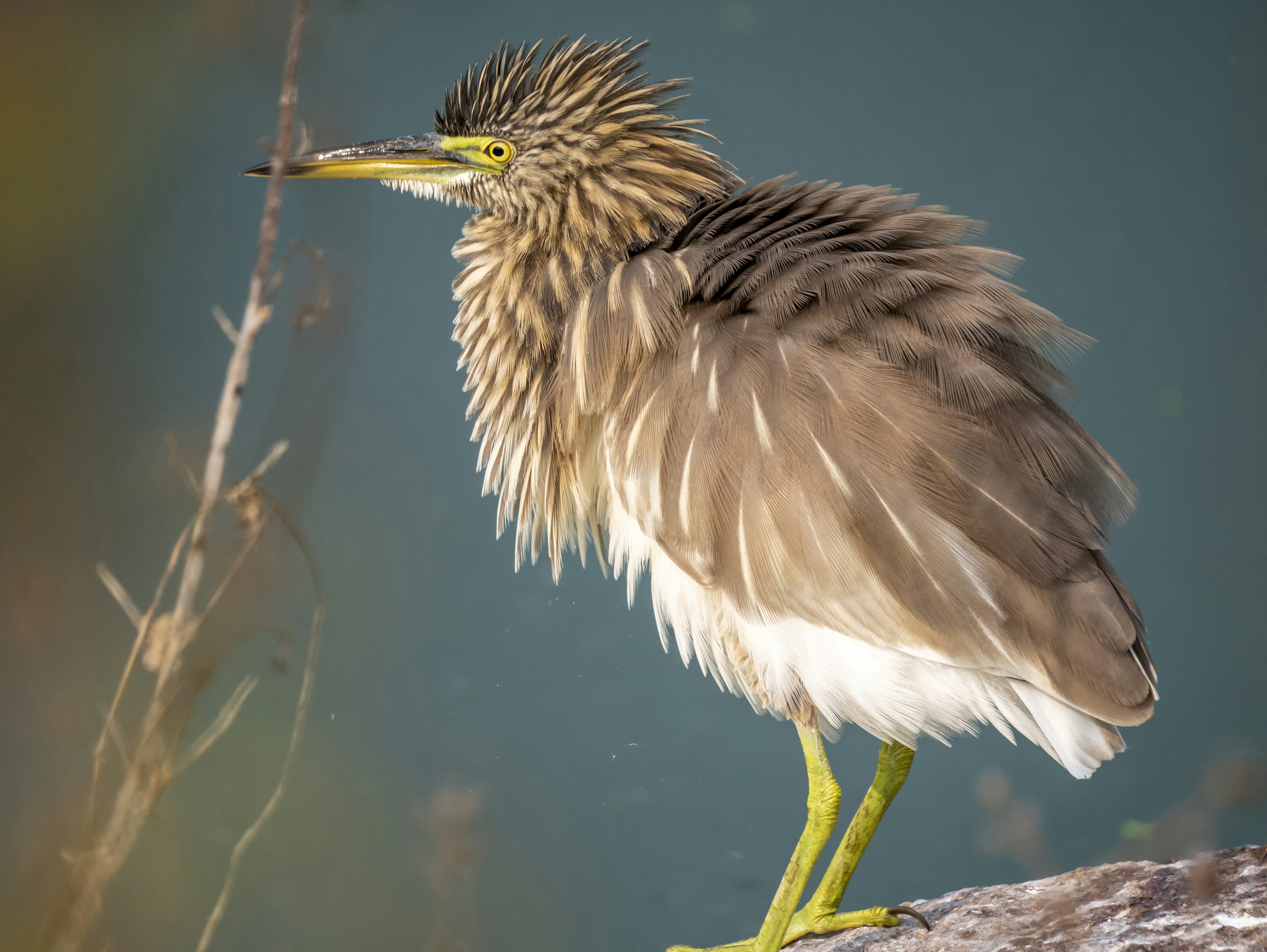 Photo by chandra_sekhar24