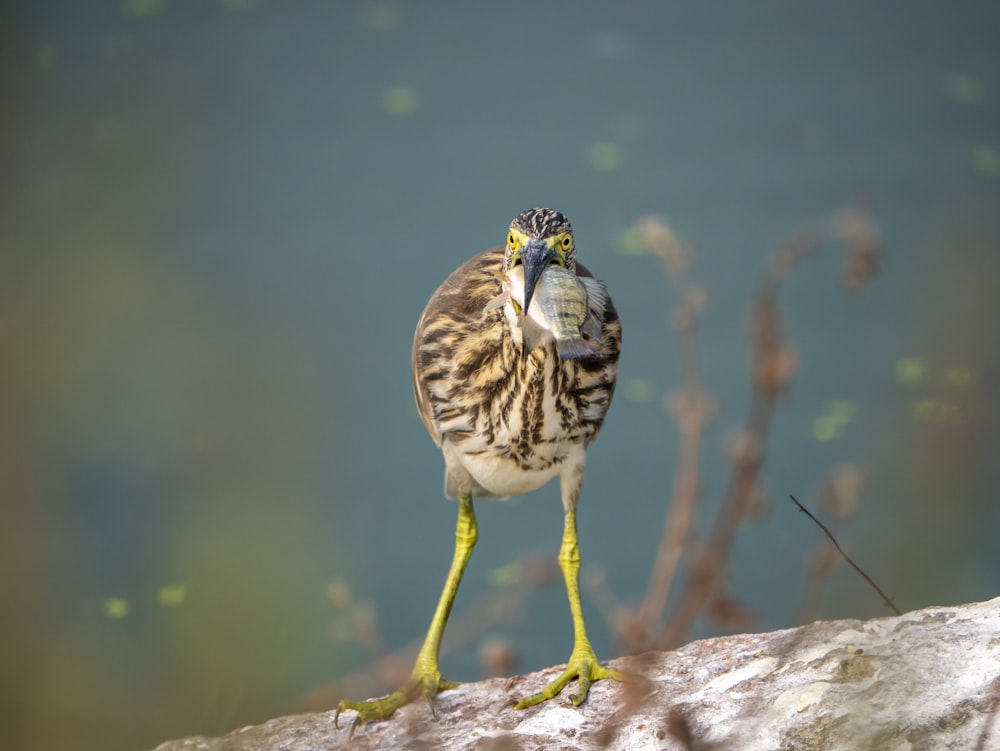 Brauner und weißer Vogel auf braunem Felsen